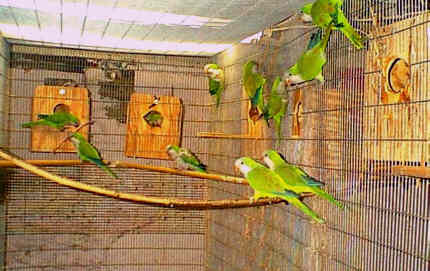 monk parakeet breeding
