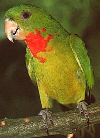 redthroat_conure.jpg