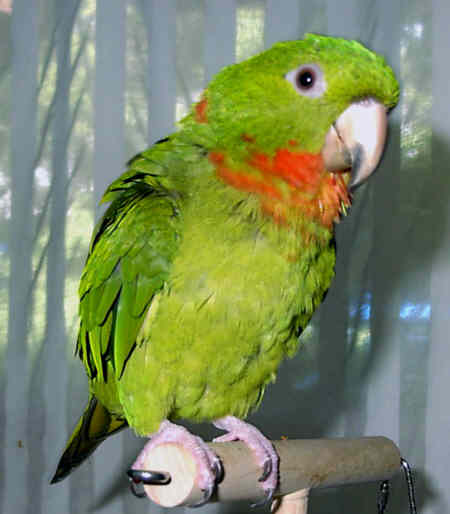 redthroat_conure4.jpg