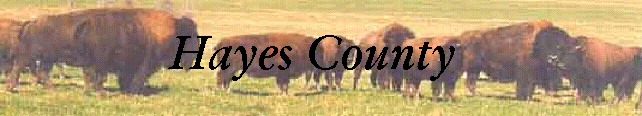 buffalo