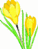 Yellow Crocus