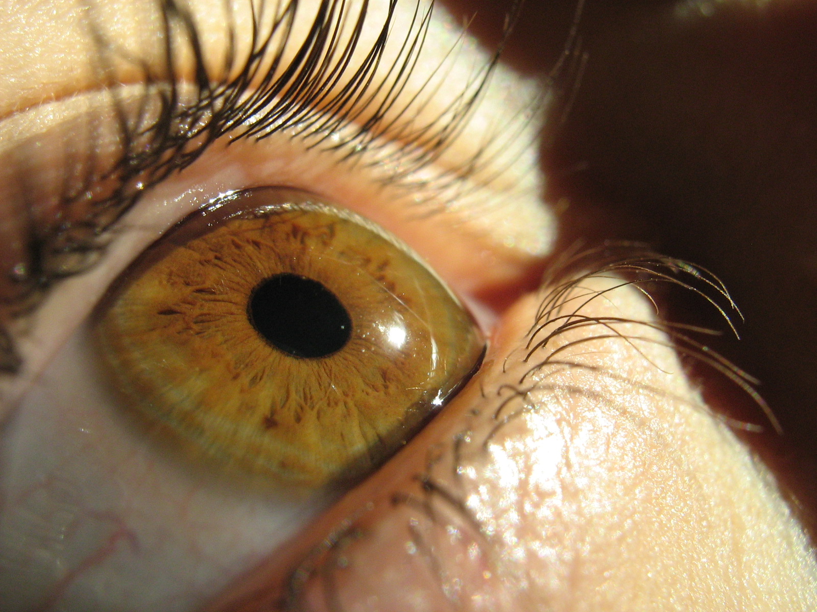 Image of an Eye