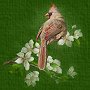 Cardinal