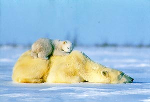 polar bears photo, Natural Resources Defense Council