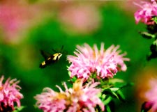 Hummingbird sphinx with bee balm
