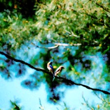 Two bluebirds on a wire