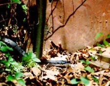 Black snake at outing