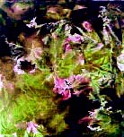tie dye art