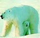 polar bears