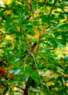 Robins in tree