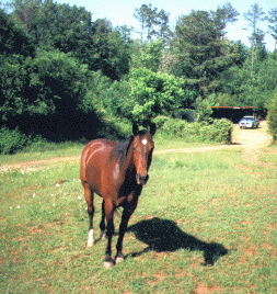 Cajun - all 1200 pounds of sweetness