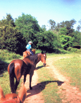Cajun - widing paths