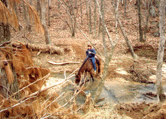Cajun - Winter in the creek