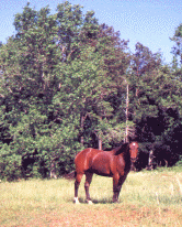 Cajun - King of his own hill