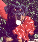 Jayne - Bow'd n ready