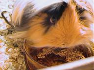 pellets.....