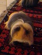 on an oriental carpet