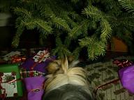 This big green thing tastes good....