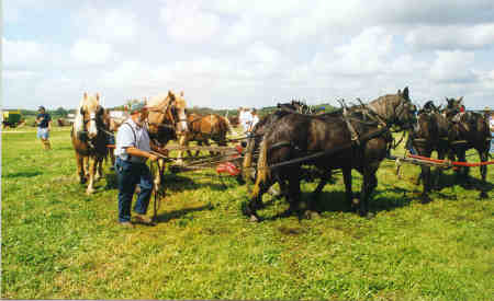 Horse Power