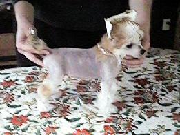 /user/phoebeside8wks.jpg