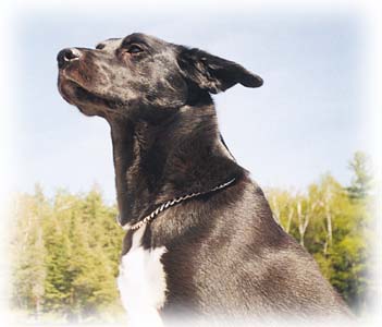 Sophie