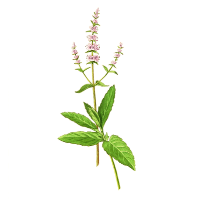 Peppermint