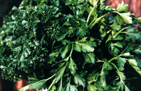 PARSLEY