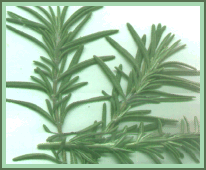 ROSEMARY