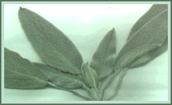 Sage