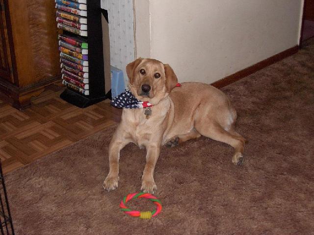 Daisy laying