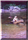 Swimming in Swift River