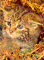 Autumn Kitten