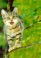Climber Kitten