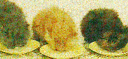 Four Kitten at lunch