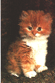 Pepper Kitten
