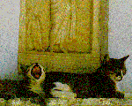Ancient Romans