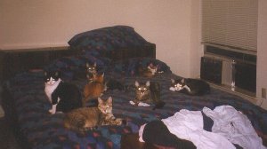 Cat Bed