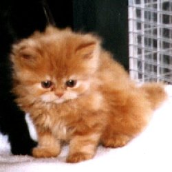 Basil