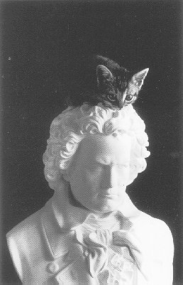 Symphony Kitten