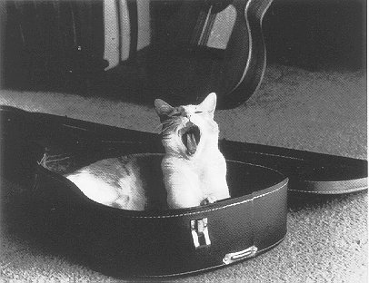 Guitar Cat