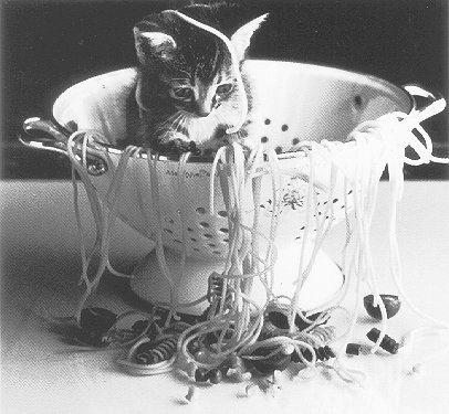 Spaghetti Kitten