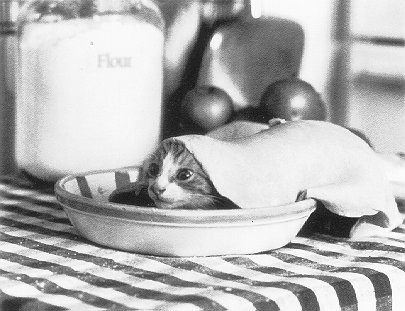 Kitten Cake