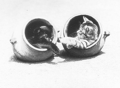 Kitten Pots