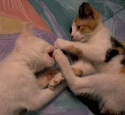 Cuddles and Buttons