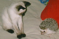 Donavin & Cesille