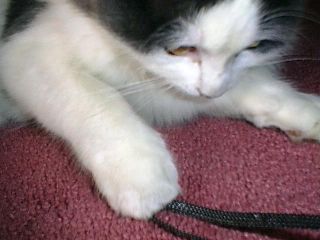 Gracie