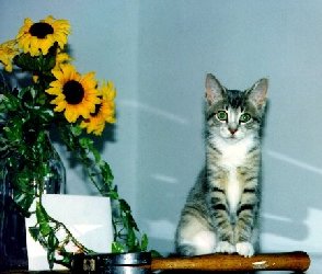 Jasmine