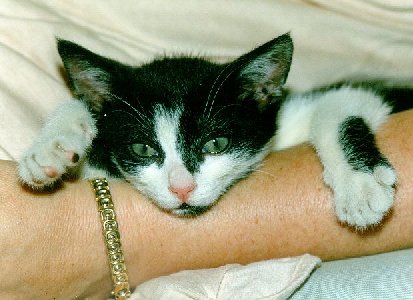 Merlino
