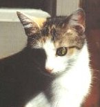 Missy