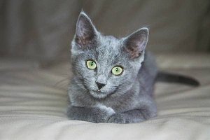 Mousey